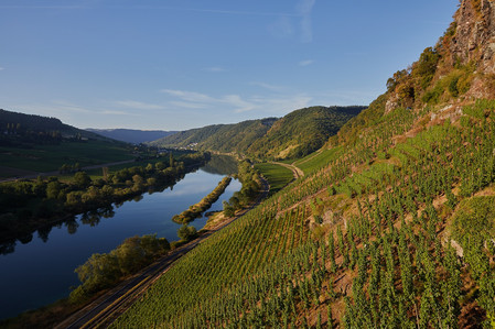 Weinberge am Fluss