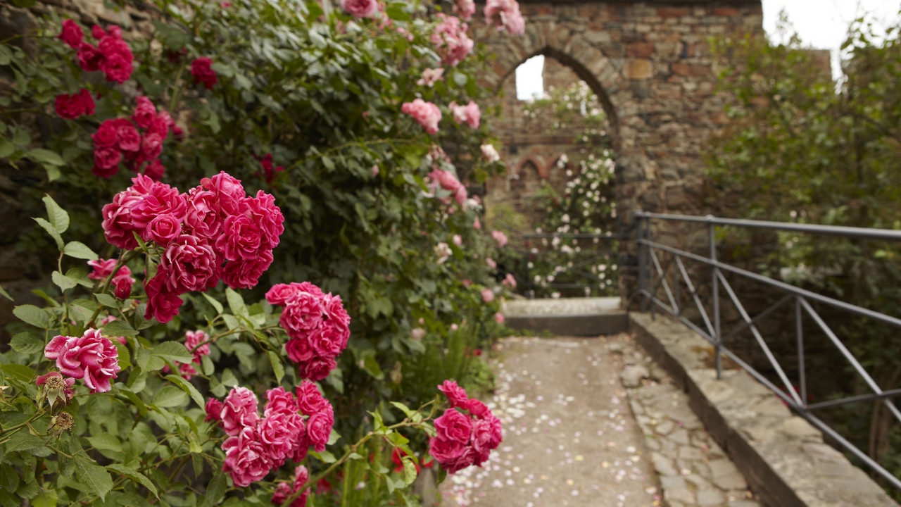 Rosen auf Burg Sooneck